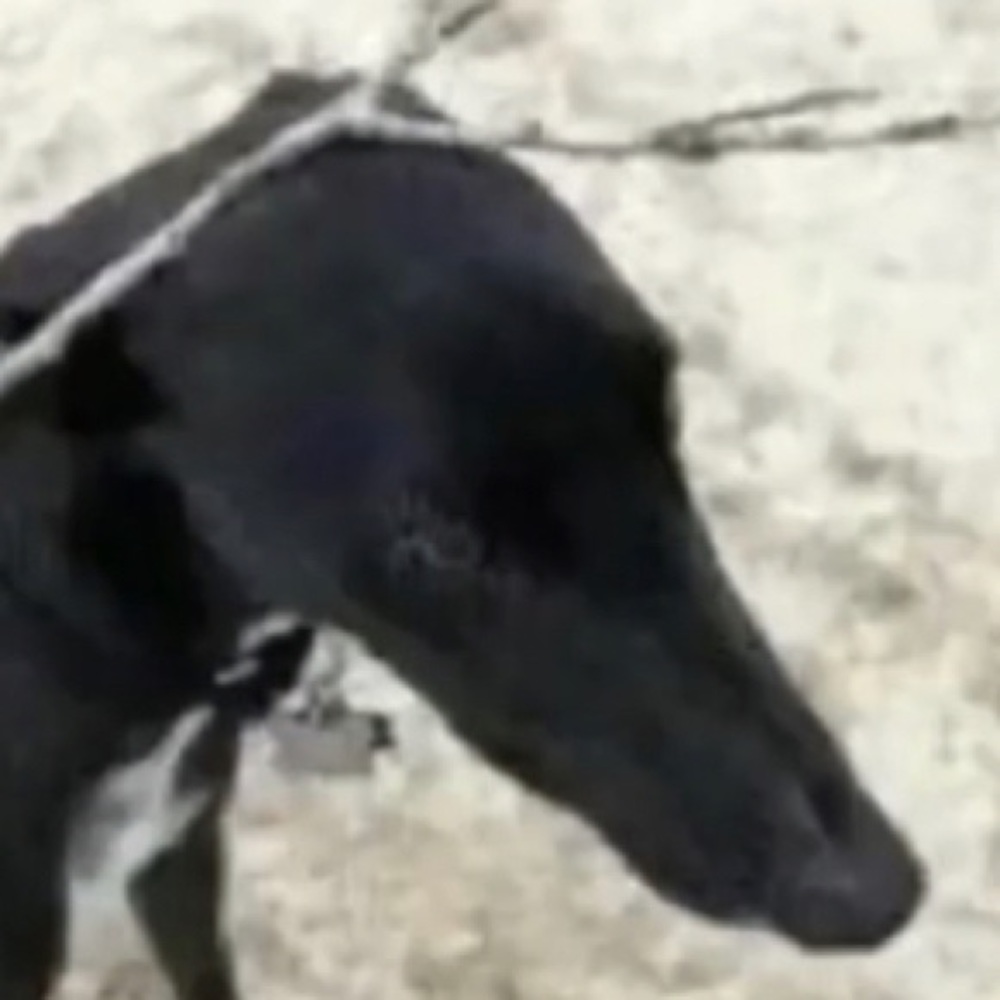 Meet your Posher, Nika